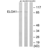 Western Blot - Anti-ELOA1 Antibody (C13047) - Antibodies.com