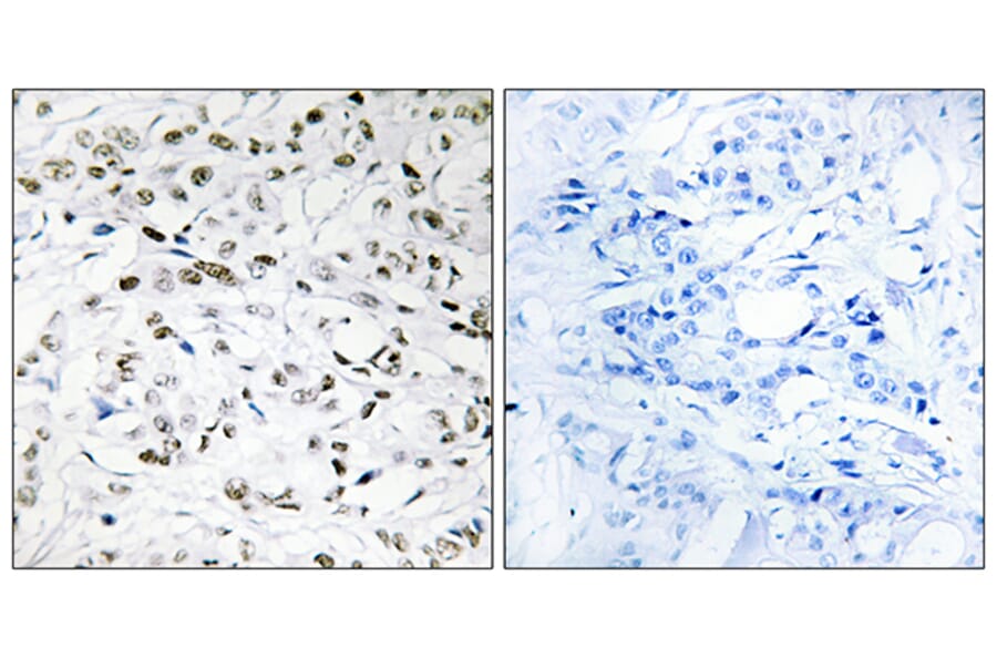 Immunohistochemistry - Anti-ELOA1 Antibody (C13047) - Antibodies.com