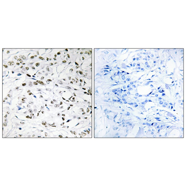 Immunohistochemistry - Anti-ELOA1 Antibody (C13047) - Antibodies.com