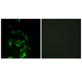 Immunofluorescence - Anti-eIF4G Antibody (B0642) - Antibodies.com