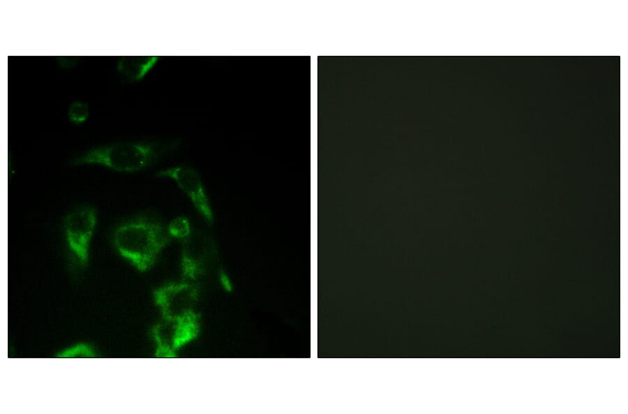 Immunofluorescence - Anti-eIF4G Antibody (B0642) - Antibodies.com