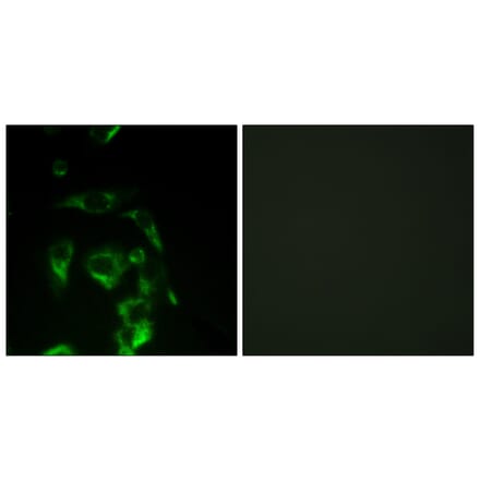 Immunofluorescence - Anti-eIF4G Antibody (B0642) - Antibodies.com