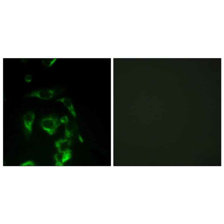 Immunofluorescence - Anti-eIF4G Antibody (B0642) - Antibodies.com