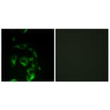 Immunofluorescence - Anti-eIF4G Antibody (B0642) - Antibodies.com