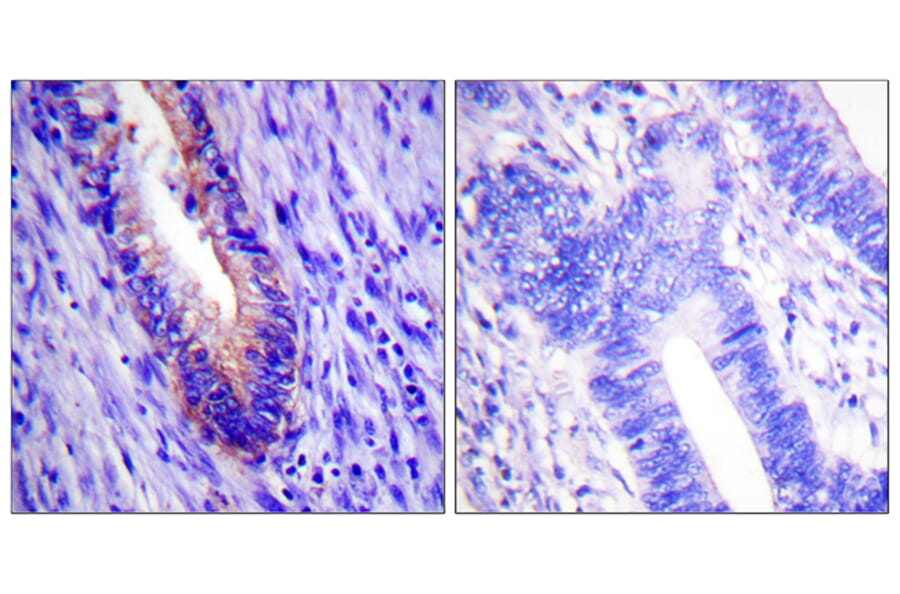 Immunohistochemistry - Anti-eIF4G Antibody (B0642) - Antibodies.com
