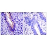 Immunohistochemistry - Anti-eIF4G Antibody (B0642) - Antibodies.com