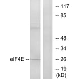 Western Blot - Anti-eIF4E Antibody (B7067) - Antibodies.com