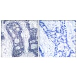 Immunohistochemistry - Anti-eIF4E Antibody (B7067) - Antibodies.com