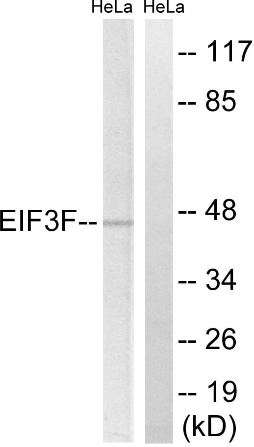 Western blot analysis of lysates from HeLa cells using Anti-EIF3F Antibody. The right hand lane represents a negative control, where the antibody is blocked by the immunising peptide.