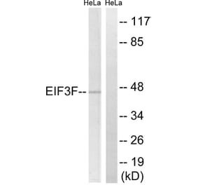 Western Blot - Anti-EIF3F Antibody (C15711) - Antibodies.com