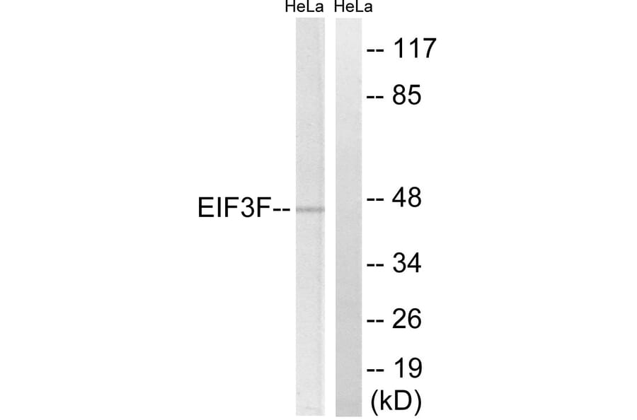 Western Blot - Anti-EIF3F Antibody (C15711) - Antibodies.com