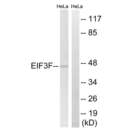 Western Blot - Anti-EIF3F Antibody (C15711) - Antibodies.com