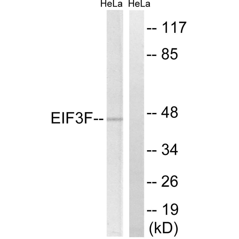 Western Blot - Anti-EIF3F Antibody (C15711) - Antibodies.com
