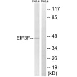 Western Blot - Anti-EIF3F Antibody (C15711) - Antibodies.com