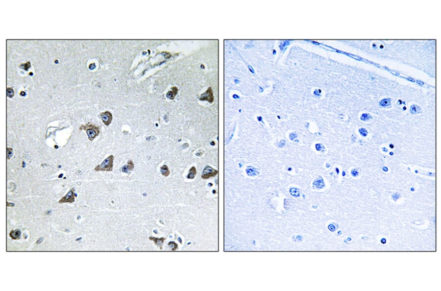 Immunohistochemistry - Anti-EIF3F Antibody (C15711) - Antibodies.com