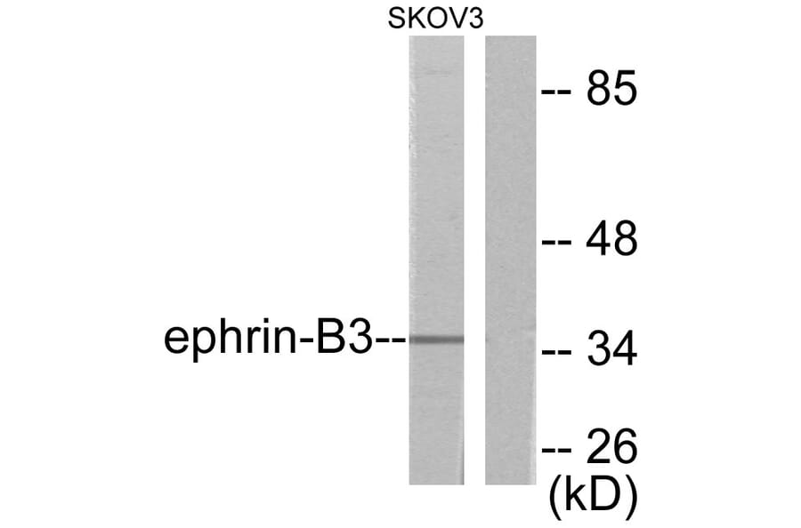Western Blot - Anti-EFNB3 Antibody (C0182) - Antibodies.com