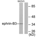 Western Blot - Anti-EFNB3 Antibody (C0182) - Antibodies.com