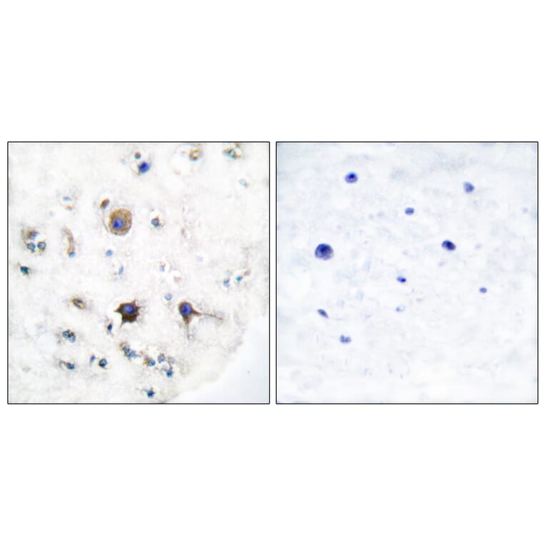 Immunohistochemistry - Anti-EFNB3 Antibody (C0182) - Antibodies.com