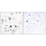 Immunohistochemistry - Anti-EFNB3 Antibody (C0182) - Antibodies.com