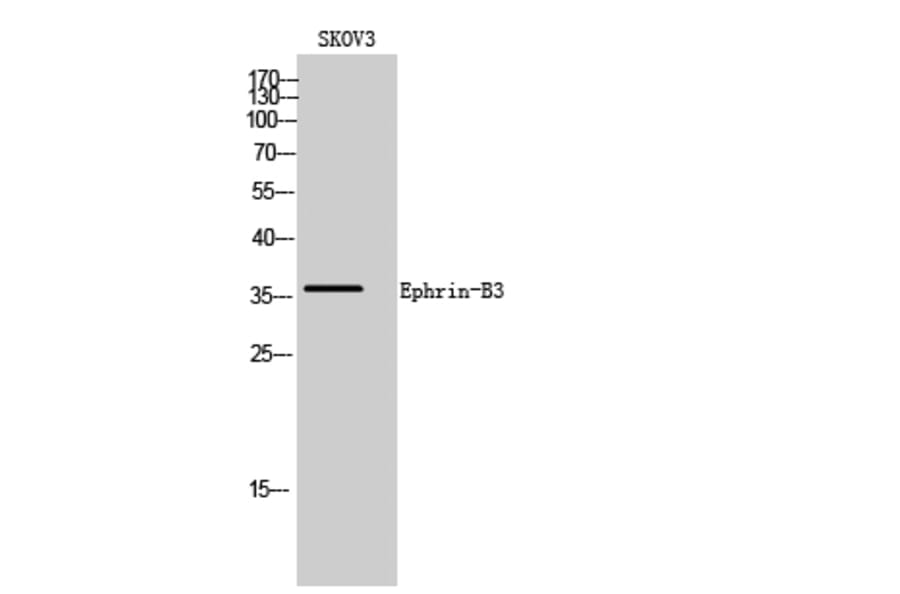 Western Blot - Anti-EFNB3 Antibody (C0182) - Antibodies.com