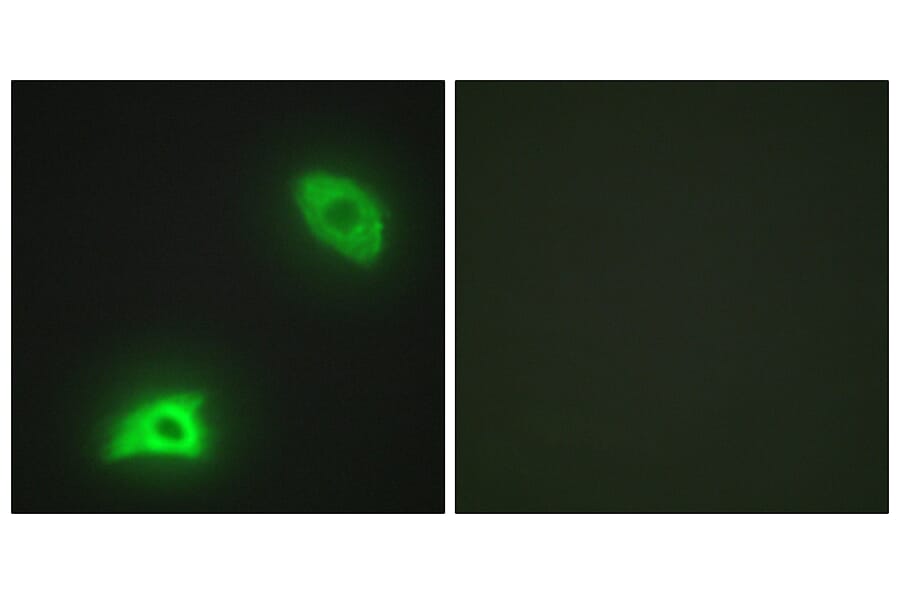 Immunofluorescence - Anti-DUSP6 Antibody (C11142) - Antibodies.com