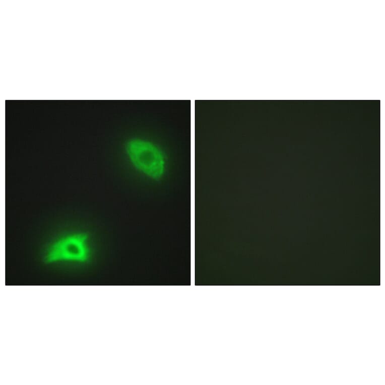 Immunofluorescence - Anti-DUSP6 Antibody (C11142) - Antibodies.com