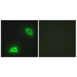 Immunofluorescence - Anti-DUSP6 Antibody (C11142) - Antibodies.com