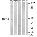Western Blot - Anti-DUSP4 Antibody (C10947) - Antibodies.com