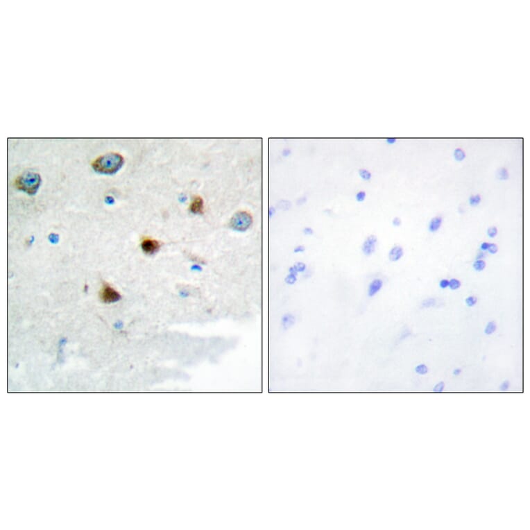 Immunohistochemistry - Anti-DUSP4 Antibody (C10947) - Antibodies.com