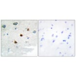 Immunohistochemistry - Anti-DUSP4 Antibody (C10947) - Antibodies.com