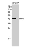 Western Blot - Anti-DUSP4 Antibody (C10947) - Antibodies.com