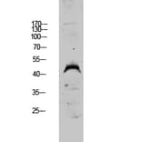 Western Blot - Anti-DUSP4 Antibody (C10947) - Antibodies.com