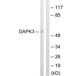 Western Blot - Anti-DAPK3 Antibody (B0900) - Antibodies.com