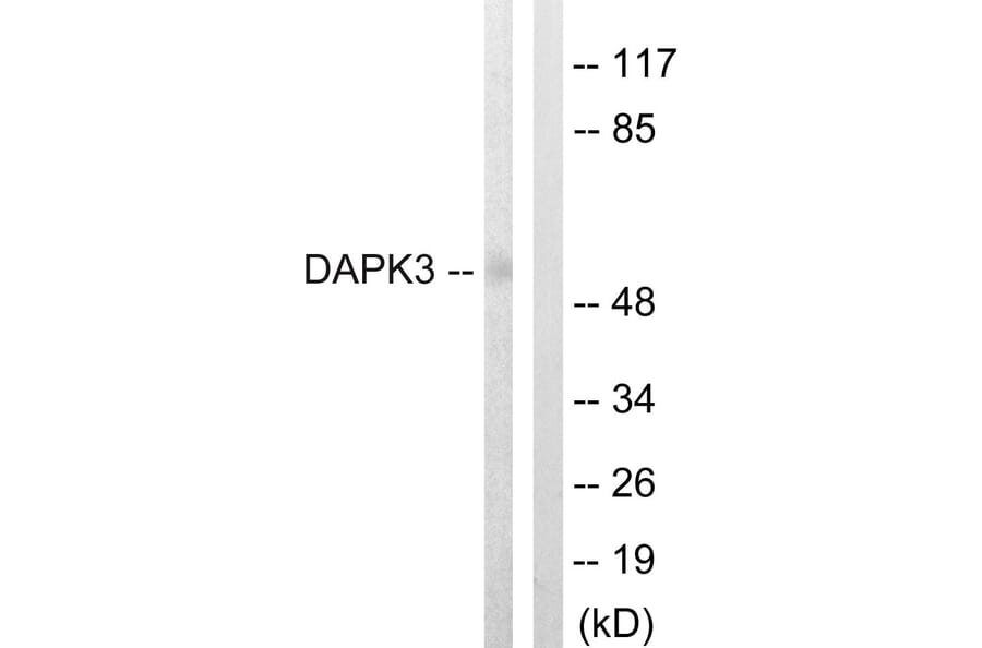 Western Blot - Anti-DAPK3 Antibody (B0900) - Antibodies.com
