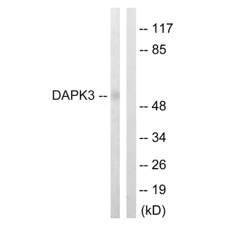 Western Blot - Anti-DAPK3 Antibody (B0900) - Antibodies.com