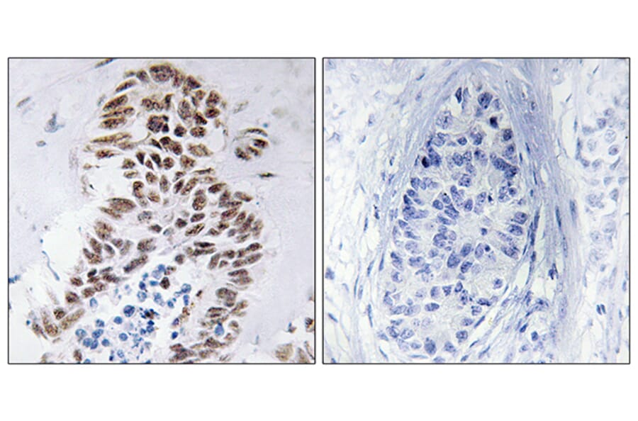 Immunohistochemistry - Anti-DAPK3 Antibody (B0900) - Antibodies.com