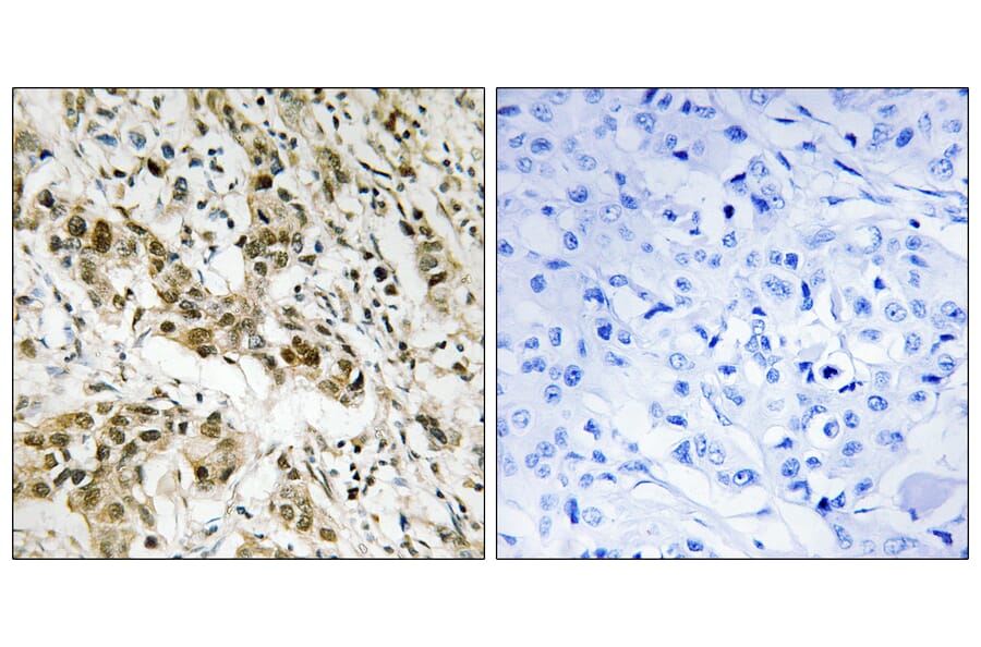 Immunohistochemistry - Anti-CtBP1 Antibody (B8325) - Antibodies.com