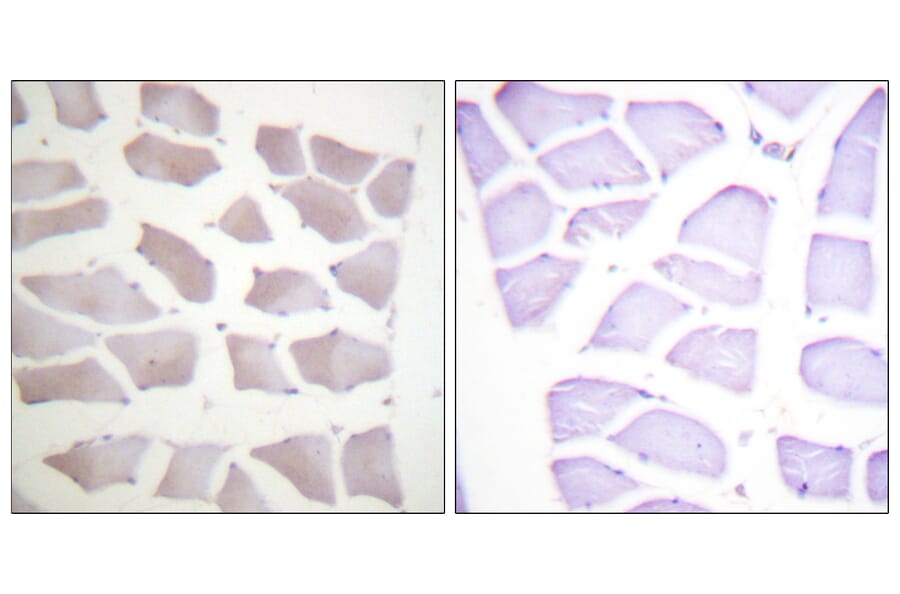Immunohistochemistry - Anti-CRYAB Antibody (B0895) - Antibodies.com