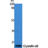 Western Blot - Anti-CRYAB Antibody (B0895) - Antibodies.com