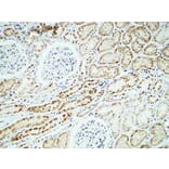 Immunohistochemistry - Anti-CRYAB Antibody (B0895) - Antibodies.com