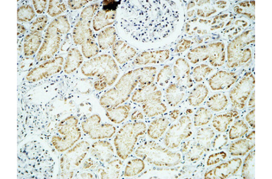 Immunohistochemistry - Anti-CRYAB Antibody (B0895) - Antibodies.com