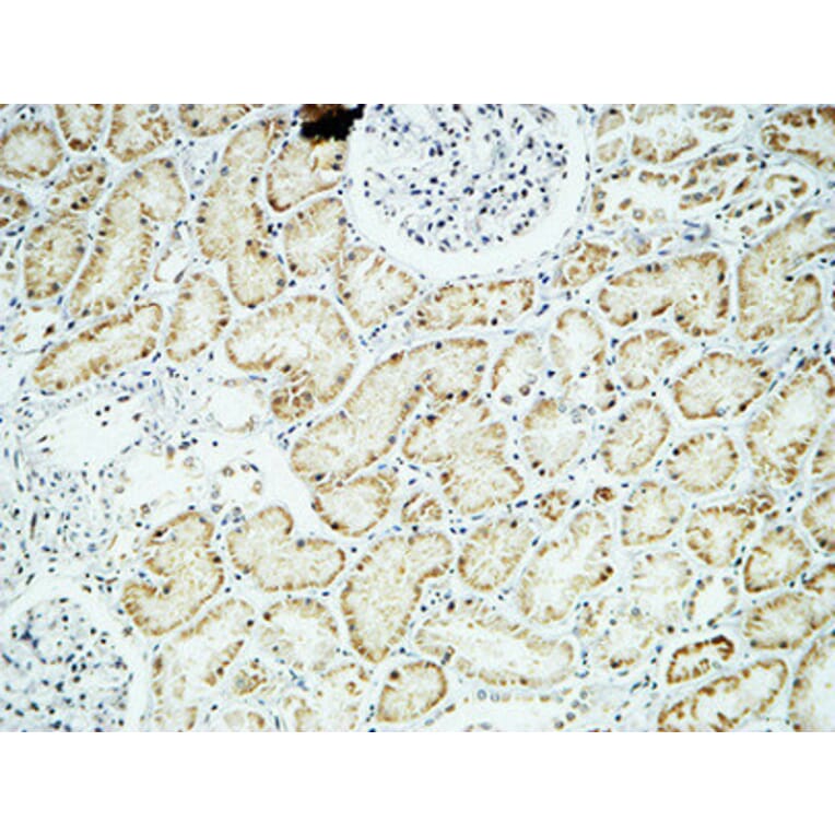 Immunohistochemistry - Anti-CRYAB Antibody (B0895) - Antibodies.com