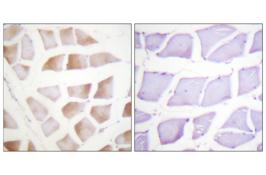 Immunohistochemistry - Anti-CRYAB Antibody (B0897) - Antibodies.com