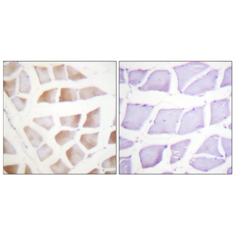 Immunohistochemistry - Anti-CRYAB Antibody (B0897) - Antibodies.com