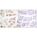 Immunohistochemistry - Anti-CRYAB Antibody (B0897) - Antibodies.com