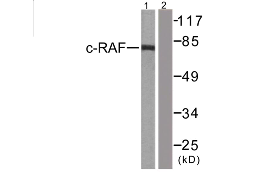 Western Blot - Anti-C-RAF Antibody (B0893) - Antibodies.com