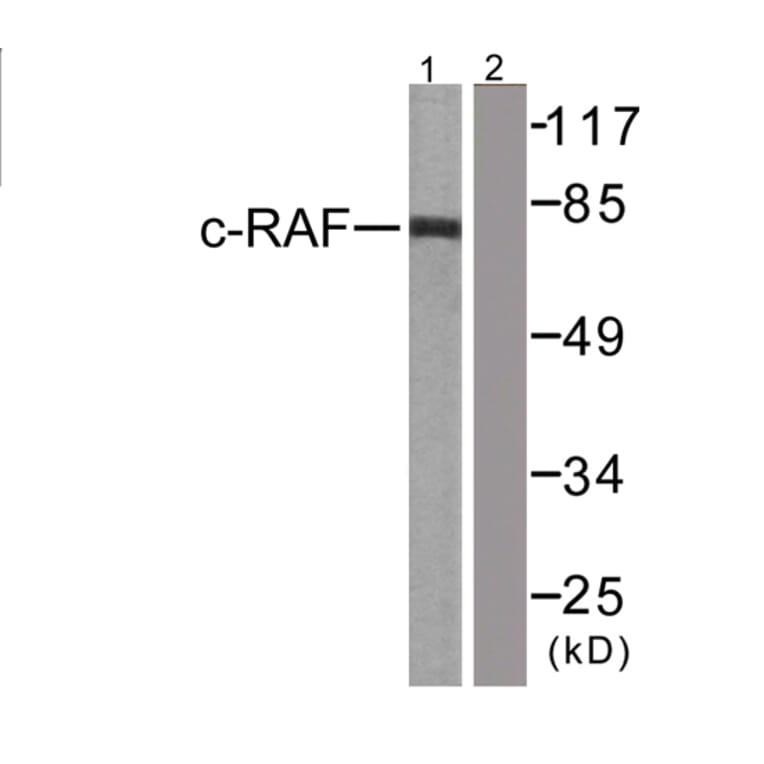 Western Blot - Anti-C-RAF Antibody (B0893) - Antibodies.com