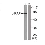 Western Blot - Anti-C-RAF Antibody (B0893) - Antibodies.com