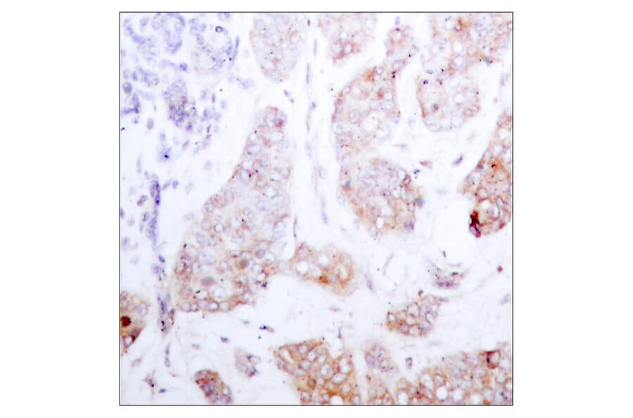 Immunohistochemistry - Anti-C-RAF Antibody (B7206) - Antibodies.com
