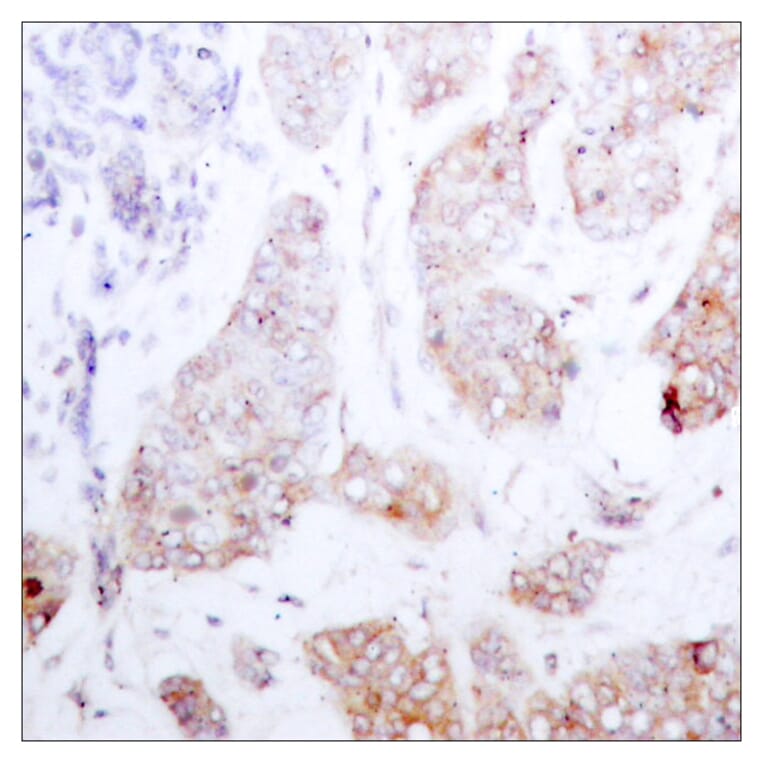 Immunohistochemistry - Anti-C-RAF Antibody (B7206) - Antibodies.com